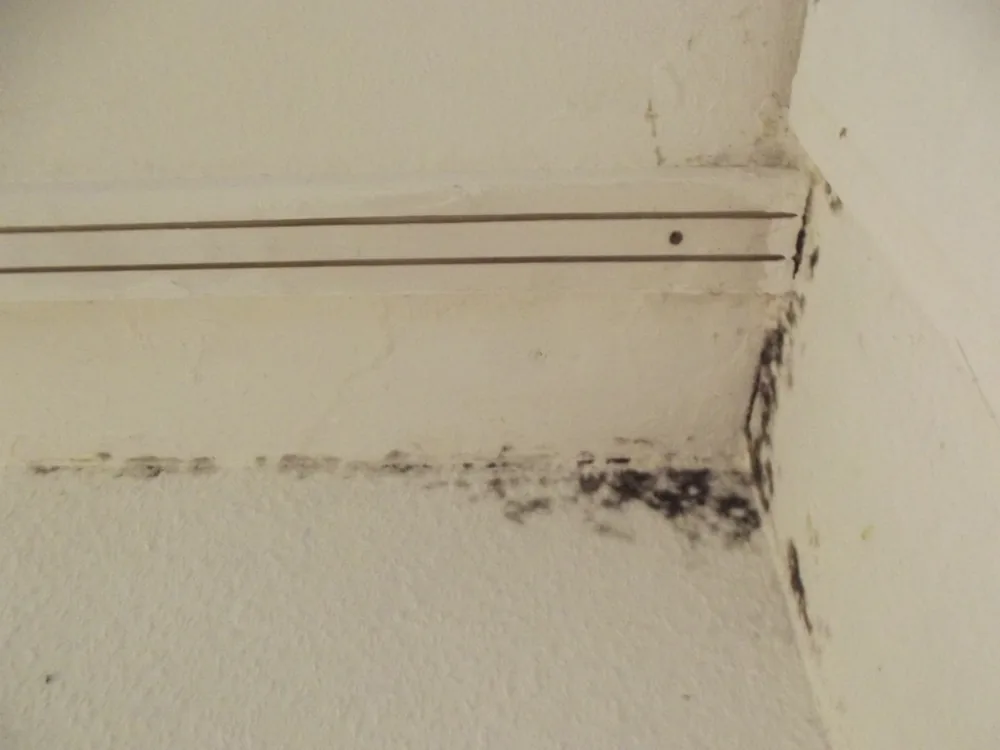 Technician in protective gear removing a mold-damaged wall in a Genoa home